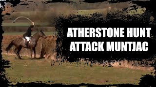 Atherstone Hunt hounds attack muntjac [upl. by Feola]