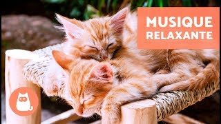 Musique relaxante pour chat  MUSICOTHÉRAPIE [upl. by Nylime]