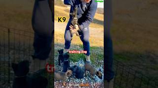 ❌❌❌Puppy training dog malinois dogtraining k9 [upl. by Elagiba]