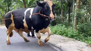 SAPI LANGKA FH RAKSASA ngamuk Pohon depan kandang roboh🔥 [upl. by Trip944]