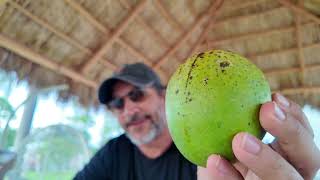 Donde sembrar su árbol de mango en casaFlorida Mango [upl. by Leonard976]