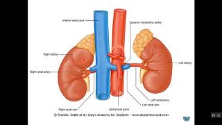 Retroperitoneal Organs 1 Dr Emad I Shaqoura [upl. by Esiuqcaj]