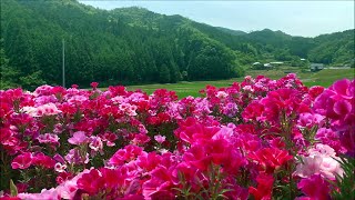 20200602 山あいを彩る色鮮やかなゴデチアの花 ～愛媛県西予市～ [upl. by Fanchette]