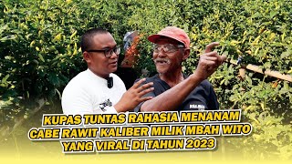 cara menanam cabe rawit kaliber dengan hasil yang memuaskan seperti Mbah wito [upl. by Carena]