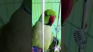 Radhe Radhe Gurudev 🙏😁 viral petbird parrotlover trendingshorts comedy doglover [upl. by Elocyn384]