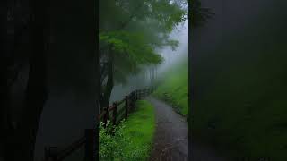 Rain Sounds for Sleeping Heavy Rain and Thunderstorm Sounds for Sleeping shorts [upl. by Birdie849]