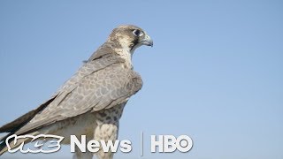 A Master Falconer Shows How His Bird Protects Valuable US Crops HBO [upl. by Dall]