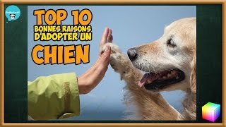 TOP des 10 excellentes raisons dadopter un CHIEN et convaincre parents  conjoint daccepter [upl. by Anela]