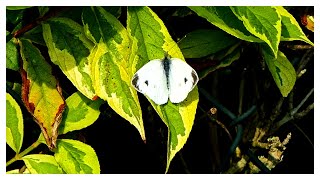 Pieris mannii der Karstweißling [upl. by Anitsud865]