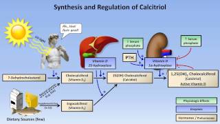 Calcium and Phosphate Metabolism [upl. by Kahaleel]