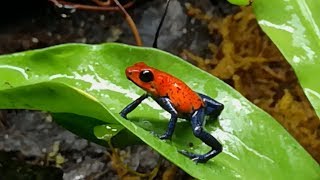 My new Blue Jeans Strawberry Poison Dart Frog Oophaga pumilio pair [upl. by Adniuqal317]