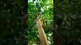 amazing slingshot wooden slingshot diycraft [upl. by Sherl861]