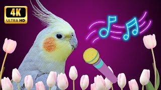 Teach your Cockatiel to Sing and Make your Cockatiel Happy 🦜🌹 cockatiel calopsita 🌿 [upl. by Llennaj]