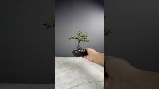 Jade Bonsai Tree Portulacaria Afra bonsai bonsaitree jadebonsai jadeplant plant gardening [upl. by Sidra920]