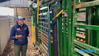 Arrowquip cattle handling system walk through Tips to lowstress cattle handling [upl. by Alleirbag]