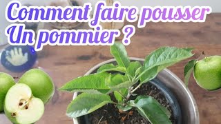 COMMENT FAIRE POUSSER UN POMMIER FACILEMENT  COMPARAISON DE 2 MÉTHODES [upl. by Akehsat]