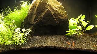 Replacement 10Gallon Aquascape on Hold 101024 [upl. by Rogergcam]