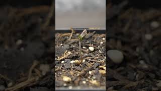 Cannabis Seed Timelapse Bald ganzes Video auf dem Kanal  Never stop Growing [upl. by Morena]