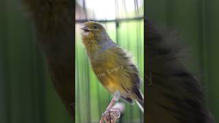 CHIRPING CANARIES ARE VERY POWERFUL STIMULATING SOUNDS [upl. by Nodnrb]