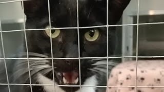 Tuxedo Cat hissing compilation 12 [upl. by Wandy]