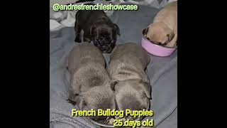 French Bulldog Puppies  Weaning puppies at 3 12 weeks [upl. by Nroht]