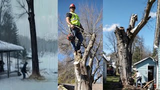 Funniest Tree Cutting Fails 13 [upl. by Cormac2]