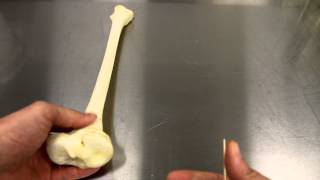 SKELETAL SYSTEM ANATOMY Bones of the lower leg Tibia [upl. by Nirtiac]