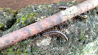 Millipedes on the Wall [upl. by Cockburn]