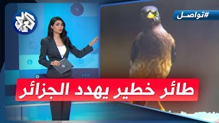 طائر خطير يثير الرعب في الجزائر ما هو؟ │ تواصل [upl. by Lliw]