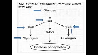 Pentose Phosphate Pathway elhamabdelhalim8755 DrElham Omer [upl. by Flori892]