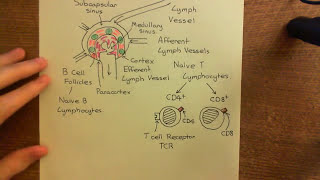 The Adaptive Immune Response and Immunosuppressants Part 3 [upl. by Gnem]