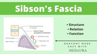 Sibson’s Fascia  Thorax Anatomy  First year MBBS  MedAura [upl. by Oihsoy646]