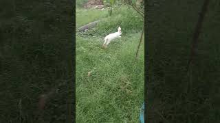 rabbits playing hide and seekyoutubeshorts rabbit [upl. by Oralee49]