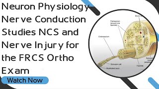 Neuron Physiology Nerve Conduction Studies NCS and Nerve Injury for the FRCS Ortho Exam [upl. by Htebesile]