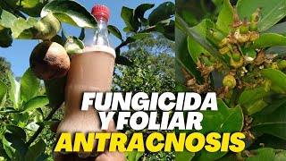 2 en 1 FOLIAR y FUNGICIDA Para COMBATIR la ANTRACNOSIS en CÍTRICOS [upl. by Stevy]