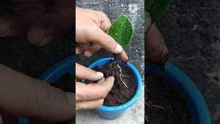 Best method grow orange from orange leaves at homeOrange tree care short gardening orange [upl. by Inez]