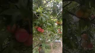 ALBAKARA FRUIT 🍓అల్బక్రా మణిపూర్ లో in Manipur andhrapradeshfruits plantsviralvideo [upl. by Sadnalor]