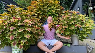 The BEST Coleus line EVER  Tips on Growing STUNNING and HUGE plants [upl. by Ahseinaj]