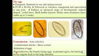 Family OxyuridaeOxyuris equi Entrobius vermecularis morphology life cycle الديدان الدبوسية [upl. by Ellesirg779]