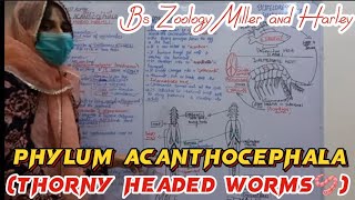 Phylum Acanthocephala  Thorny headed worms  Life Cycle of Acanthocephala  Bsc zoology [upl. by Jacobah392]