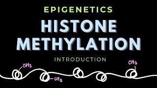 Histone Methylation  Introduction  Posttranslational modification  Epigenetics  GATECSIRNET [upl. by Enirolf]