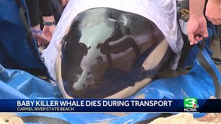 Baby orca dies after beaching at California beach [upl. by Eseerehc636]