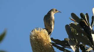 Brown Honeyeater 80 [upl. by Angele]