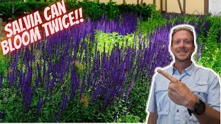 How to Prune Salvia for Continuous Blooms [upl. by Chauncey]