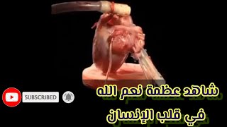 كيف يعمل القلب سبحان الله  ما هو القلب  فيديو مؤثر [upl. by Kirtley]