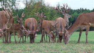 Rot und Damwildzucht  Gerald Ragginger [upl. by Tjaden]