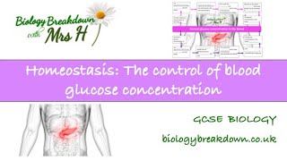 Homeostasis The Control of Blood Glucose Concentration [upl. by Jaan]