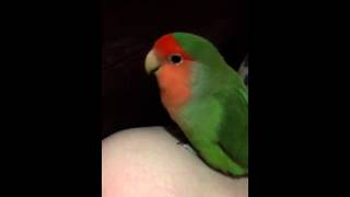 Peach faced lovebird sings his lullaby [upl. by Ttirrej]