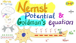 Nernst Potential and Goldmans Equation  Nerve Physiology [upl. by Gaivn485]