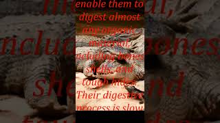 Crocodile is number 4 for strongest stomach digestion Watch why [upl. by Shelly]